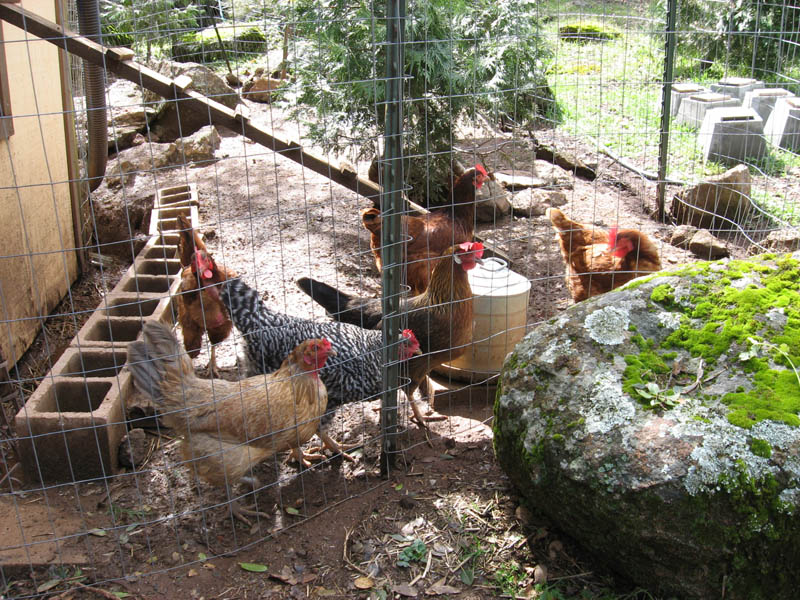 chickens!